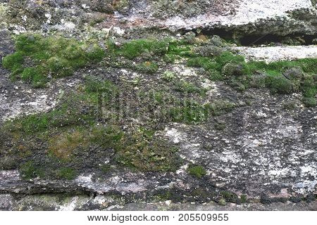 Green mos on soil and rock background with copy space.for humidity .It's area for abundant natural. and fresh