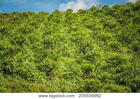 This image shows a coffee plantation in Jerico Colombia
