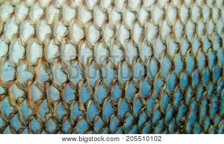 Fish skin afther remove the scales out ready to cook