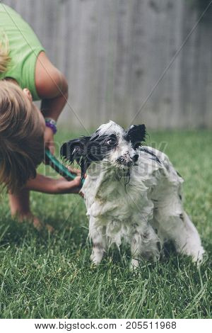 a child giving a dog a bath.
