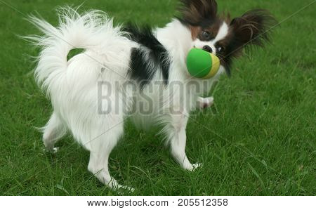 Beautiful young male dog Continental Toy Spaniel Papillon playing with ball on a green lawn