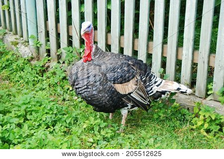 Turkey cock on grass at village courtyard