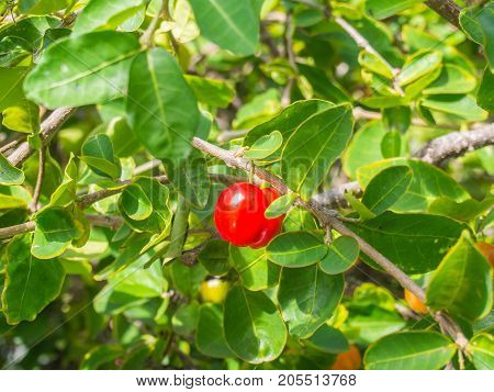 Barbados cherry or Acerola Cherry has a high beneficial herbs to protect the heart nourish the body