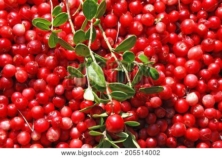 Close up of red ripe Lingonberry (Vaccinium vitis-idaea) with leaves
