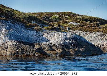Beautiful view on sland with rams in norwegian fjords. outdoor shot in Norway. copy space.