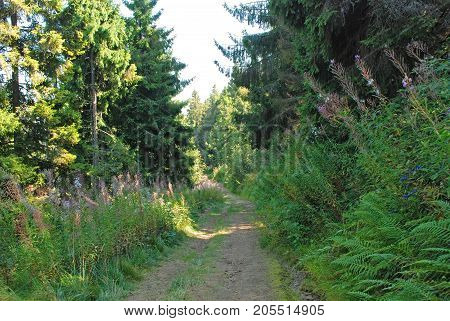 Earth-road On Carpathian Mountain