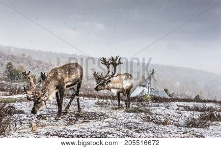 rein deer in a snow in northern Mongolia
