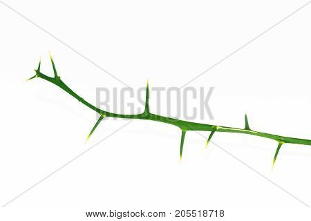 Big Thorn The Kaffir Lime Branch Isolated