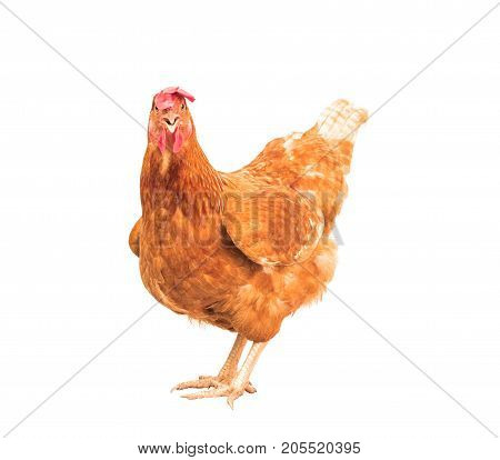 full body of brown chicken hen standing isolated white background use for farm animals and livestock theme