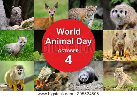 World Animal Day
