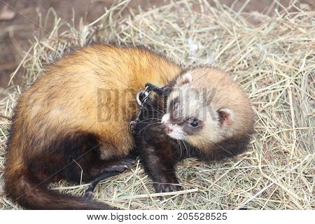 beautiful,fluffy the ferret lies curled 
on straw