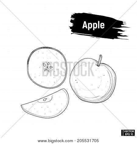 Sketch Apple, Fruit Drawing Ink.