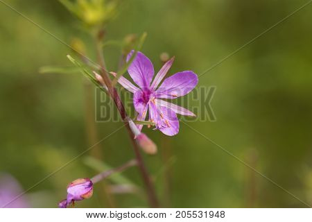 The Willowherb Epilobium Dodonaei