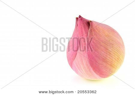 Flor de loto