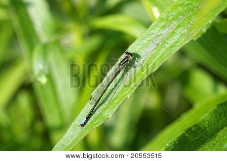 Východní Forktail Motýlice muž