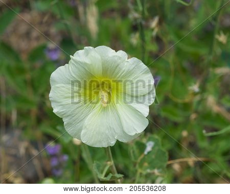 Pale yellow flower on Hollyhock Alcea Rugosa close-up with bokeh background selective focus shallow DOF.