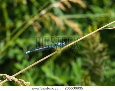 Blue Damselfly Coenagrionidae on grass macro selective focus shallow DOF.