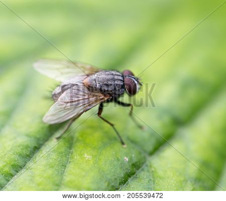 fly in nature. macro . In the park in nature