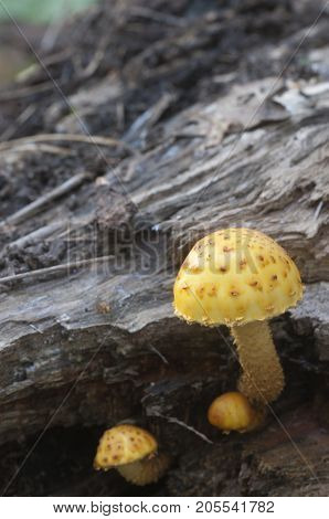 Pholiota aurivella mushroom on an old wood