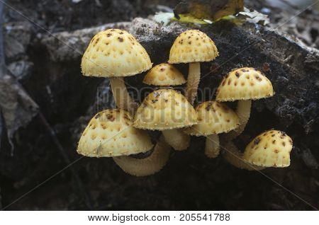 Pholiota aurivella mushroom on an old wood