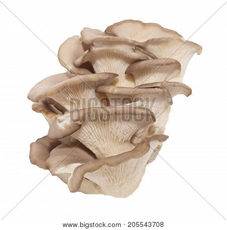 oyster mushrooms on a white background . Photos from the studio