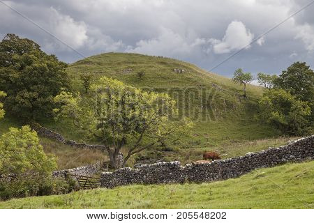 Small Hill & Cattle at Malham Cove Yorkshire Dales National Park England.