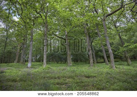 Oak woodland on the side of Catbells Ullswater the Lake District Cumbria England.