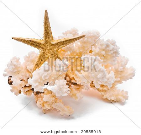 Wit koraal en Starfish