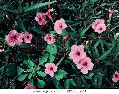 Waterkanon in the flower garden. Beauty in the nature.