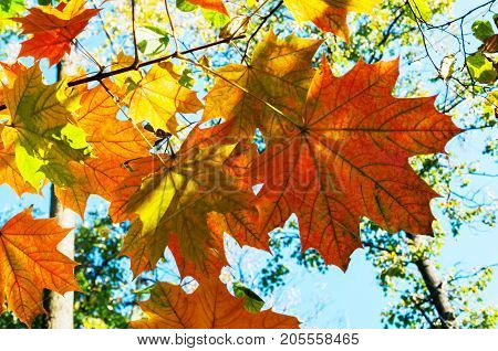 Bright Autumn Landscape. Autumn Tree Leaves The Blue Sky Background.