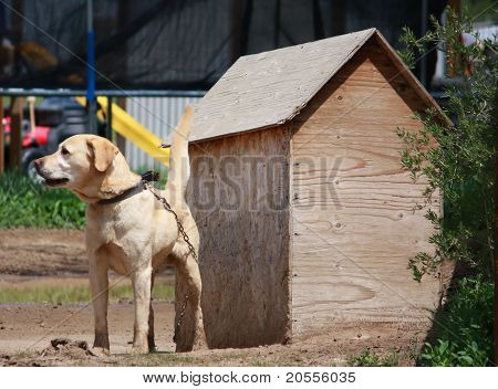 Labrador na řetízku