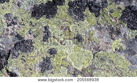 Big Rock With Algea And Moss