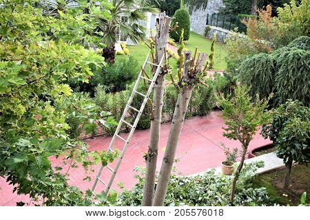in the autumn yard the inclined ladder and a short-haired tree