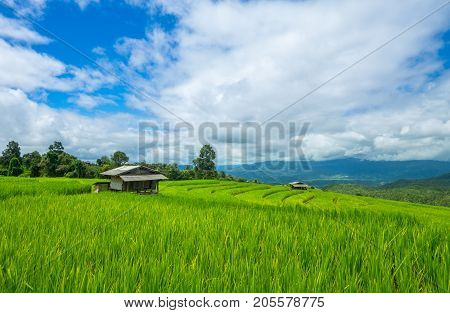 Green Terraces rice field scenery with morning blue sky cloudy at Baan Papongpieng Chiang Mai Thailand
