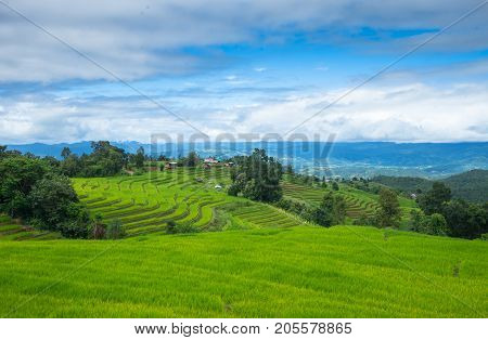 Green Terraces rice field scenery with morning blue sky cloudy at Baan Papongpieng Chiang Mai Thailand