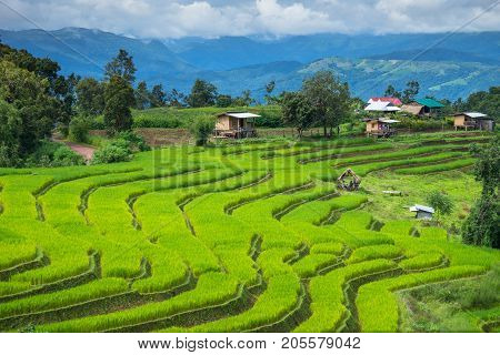 Green Terraces rice field scenery with morning blue sky cloudy at Baan Papongpieng Chiang Mai Thailand