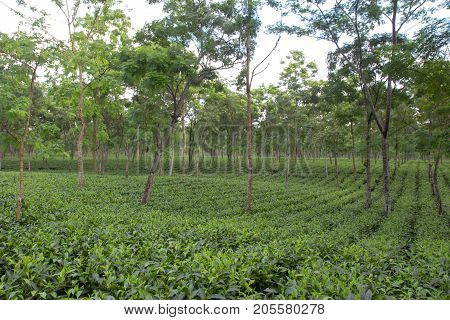 Indian tea plantation in the Darjeeling at cloudy weather