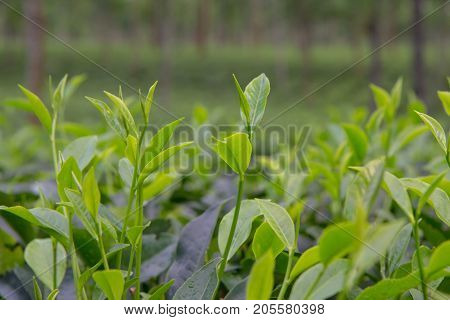 Indian tea plantation in the Darjeeling at cloudy weather