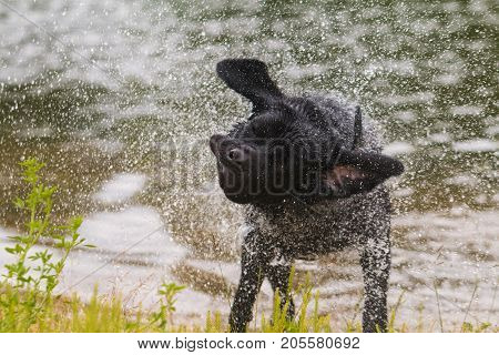 Black Labrador retriever dog. Splash after water bath.