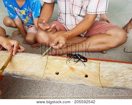 CHIANG RAI THAILAND - SEPTEMBER 9 : Unidentified asian children watching rhinoceros beetle fighting on September 9 2017 in Chiang rai Thailand.