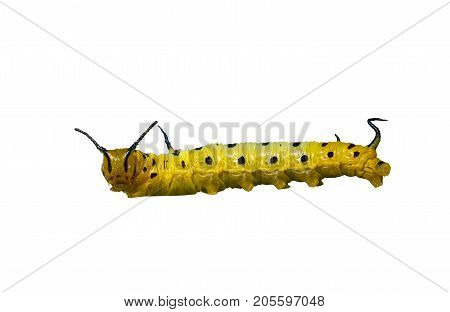 Isolated Caterpillar Of Common Maplet Butterfly On White