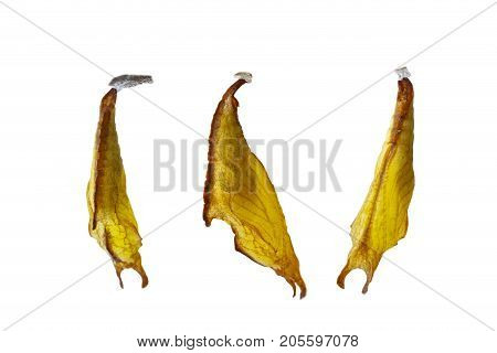 Isolatd Chrysalis Of Common Maplet Butterfly