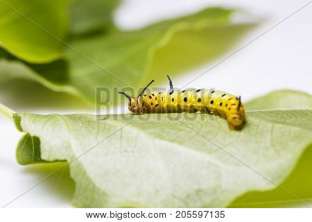Caterpillar Of Common Maplet Butterfly Hanging On Leaf Of Host Plant