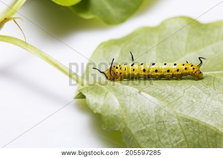 Caterpillar Of Common Maplet Butterfly Hanging On Leaf Of Host Plant
