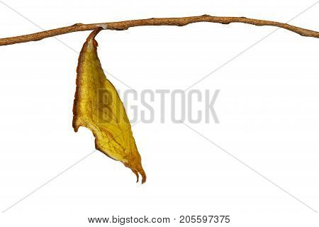 Isolated Chrysalis Of Common Maplet Butterfly Hanging On Twig