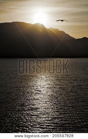 Seagull flying over the sea in backlit at sunset with mountains on background