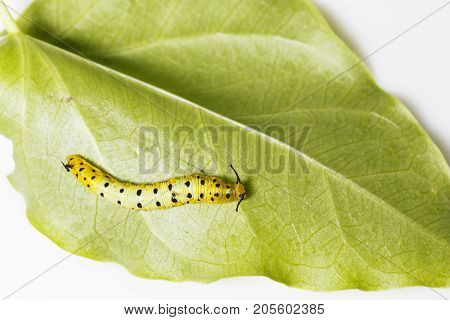 Caterpillar Of Common Maplet Butterfly Hanging On Leaf Of Host Plant