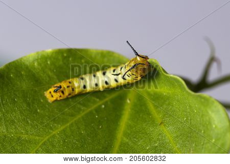 Caterpillar Of Common Maplet Butterfly Hanging On Leaf Of Host Plant