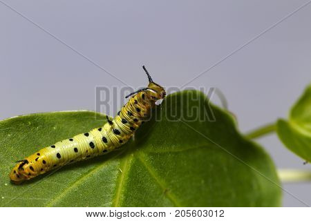 Caterpillar Of Common Maplet Butterfly Hanging On Leaf Of Host Plant