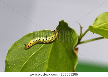 Caterpillar Of Common Maplet Butterfly Hanging On Leaf Of Host Plant